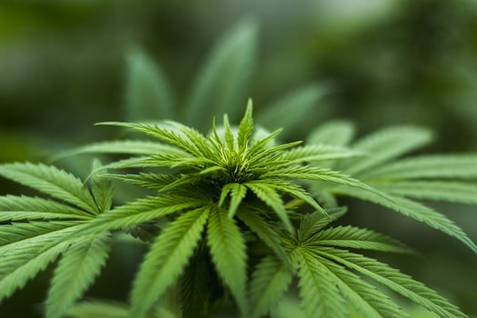 Image by Herbal Hemp from Pixabay 
